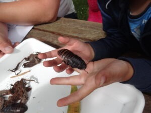 3-6 år 9 Kriblekrable2